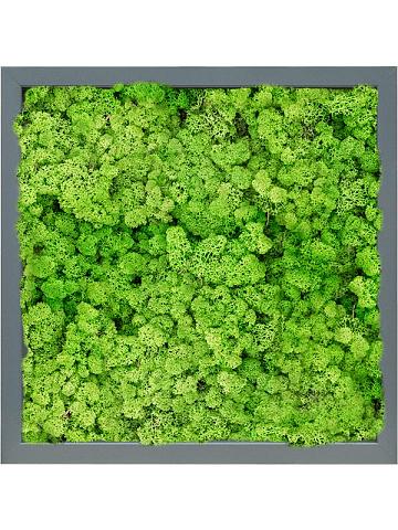 Картина из мха mdf ral 7016 satin gloss 100% reindeer (light grass green) Картина из мха mdf ral 7016 satin gloss 100% reindeer (light grass green)
