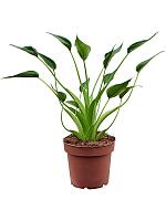 Алоказия Тини Дансер H40 D12 см
