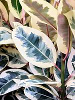 Фикус Эластика Тинеке H75 D24 см