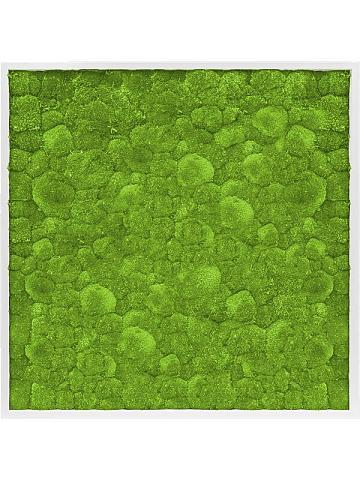 Картина из мха mdf ral 9010 satin gloss 100% ball moss Картина из мха mdf ral 9010 satin gloss 100% ball moss