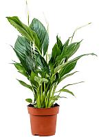 Спатифиллум Свит Чико H55 D13 см