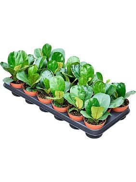 Фикус Лирата бамбино