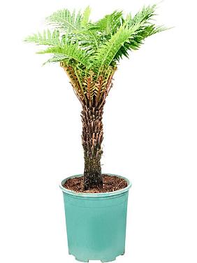 Блехнум Гиббум горбатый