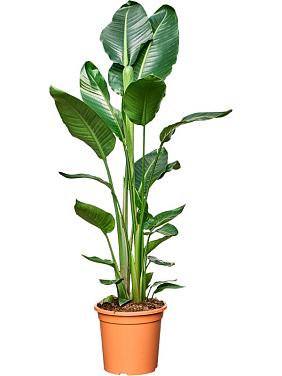 Стрелиция Николая Стрелиция Николая