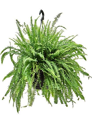 Нефролепис Грин Леди ампельный