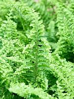 Нефролепис Витале H30 D12 см