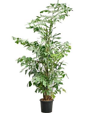 Кариота Митис мягкая