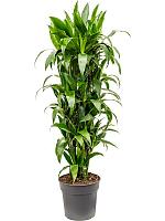 Драцена Фрагранс Джанет Крейг разветвленная H140 D30 см