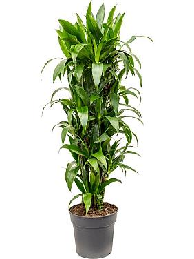 Драцена Фрагранс Джанет Крейг разветвленная Драцена Фрагранс Джанет Крейг разветвленная