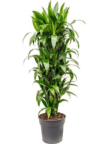 Драцена Фрагранс Джанет Крейг разветвленная Драцена Фрагранс Джанет Крейг разветвленная