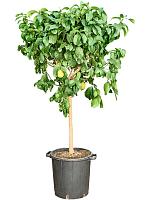 Лимонное дерево H160 D38 см