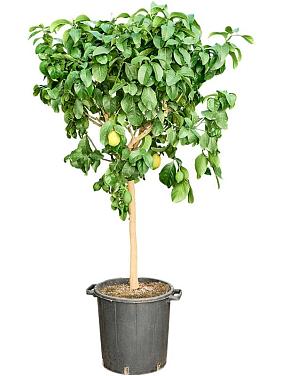 Лимонное дерево Лимонное дерево