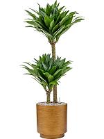 Кашпо Capi lux retro vase cylinder gold D23 H25 см Кашпо Capi lux retro vase cylinder gold D23 H25 см