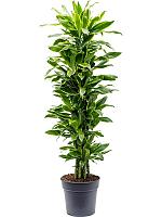 Драцена Фрагранс Голден Кост разветвленная H140 D31 см