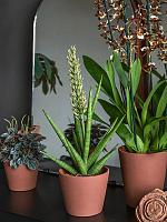 Кашпо Ceramic inez s peacan brown D13 H11 см Кашпо Ceramic inez s peacan brown D13 H11 см