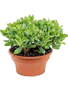 Крассула Аргентея Крассула Аргентея