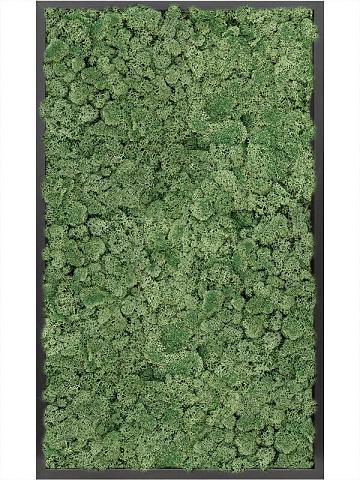 Картина из мха mdf ral 9005 satin gloss 100% reindeer moss (moss green) Картина из мха mdf ral 9005 satin gloss 100% reindeer moss (moss green)
