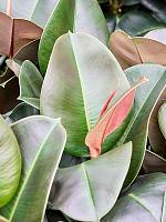 Фикус Эластика София H75 D24 см