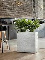 Аглаонема Фридман H80 D24 см