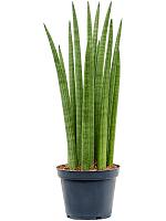 Сансевиерия Цилиндрика Спайк H40 D12 см
