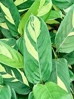 Калатея Пилоза H35 D12 см