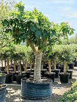 Фиговое дерево (Инжир) H250 D95 см Фиговое дерево (Инжир) H250 D95 см