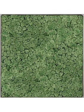 Картина из мха nova frame natural-concrete 100% reindeer moss (moss green) Картина из мха nova frame natural-concrete 100% reindeer moss (moss green)