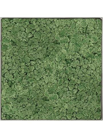 Картина из мха nova frame natural-concrete 100% reindeer moss (moss green) Картина из мха nova frame natural-concrete 100% reindeer moss (moss green)