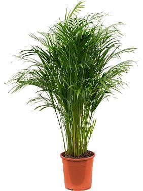 Арека Хризалидокарпус (Дипсис желтоватый) Арека Хризалидокарпус (Дипсис желтоватый)