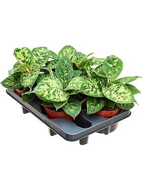 Хомаломена Валлисии Камуфляж Хомаломена Валлисии Камуфляж