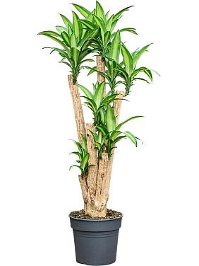 Драцена Фрагранс Массанжеана разветвленная Драцена Фрагранс Массанжеана разветвленная