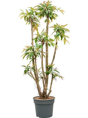 Фикус Бенедикта Амстел Кинг разветвленный