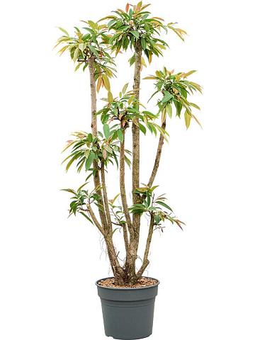 Фикус Бенедикта Амстел Кинг разветвленный