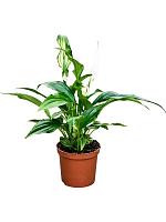 Спатифиллум Перл Купидо H20 D7 см