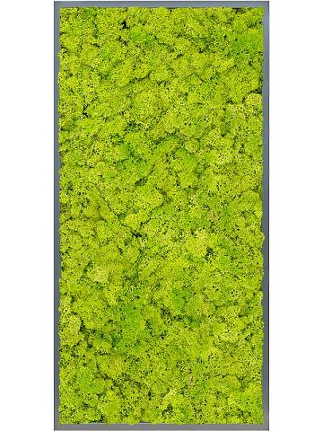 Картина из мха mdf ral 7016 satin gloss 100% reindeer moss (spring green) Картина из мха mdf ral 7016 satin gloss 100% reindeer moss (spring green)