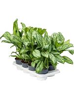 Аглаонема Мария Кристина H35 D14 см