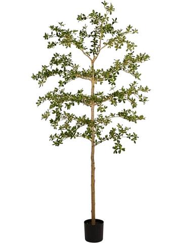 Буцида искусственная Буцида искусственная