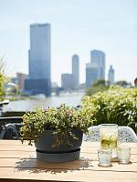 Кашпо Greenville bowl living black D33 H19 см Кашпо Greenville bowl living black D33 H19 см