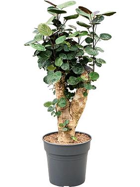 Полисциас Фабиан Полисциас Фабиан