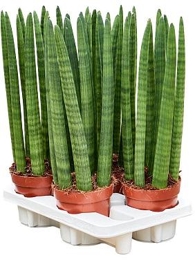 Сансевиерия Цилиндрика Стрейт Сансевиерия Цилиндрика Стрейт