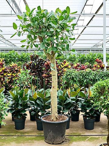 Фикус Бенгальский Одри