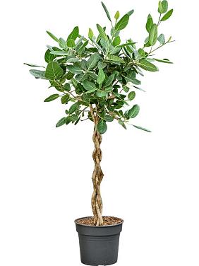 Фикус Бенгальский Одри переплетенный Фикус Бенгальский Одри переплетенный