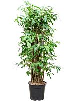 Драцена Суркулоза Годсефа H130 D27 см