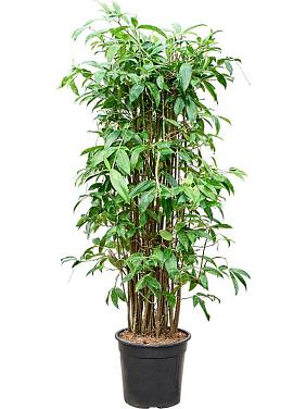 Драцена Суркулоза Годсефа Драцена Суркулоза Годсефа