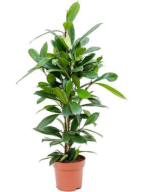 Фикус Циатистипула