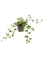 Мюленбекия Комплекса Маори H10 D6 см