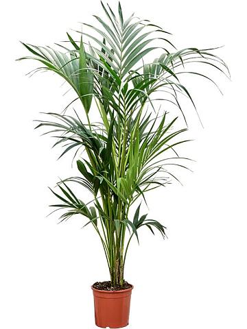 Ховея Форстера