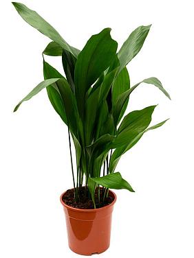 Аспидистра Элатиор высокая Аспидистра Элатиор высокая