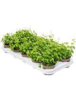 Фикус Пумила Уайт Санни H15 D9 см