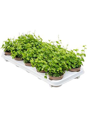 Фикус Пумила Уайт Санни